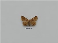 藏品(夜蛾332.1)的圖片